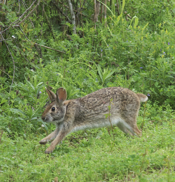 Craniata