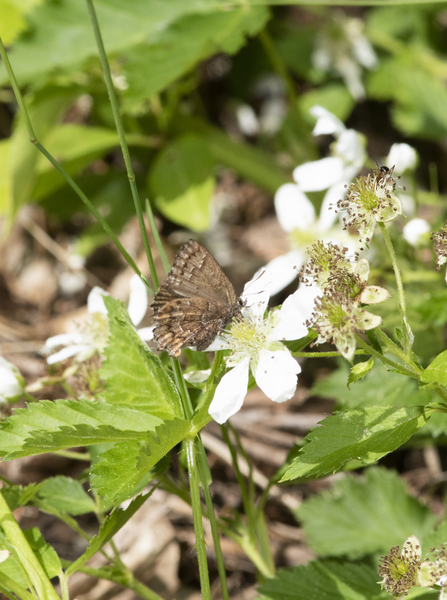 Callophrys0568