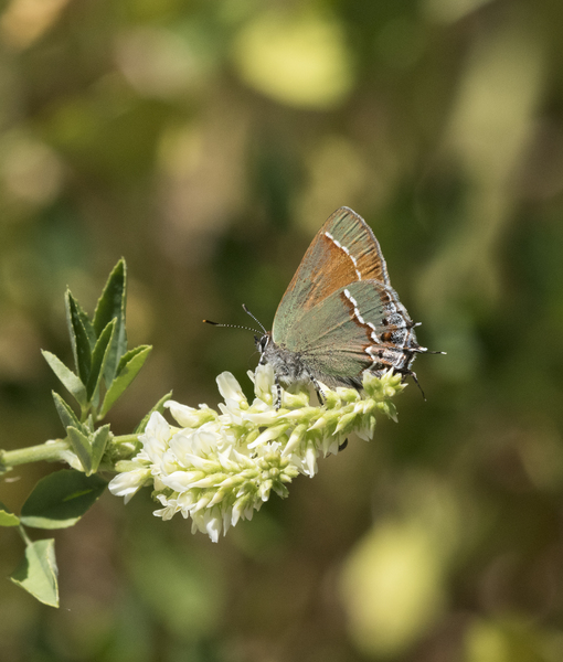 Callophrys8147