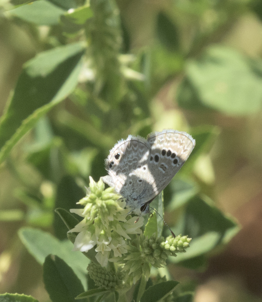 Papilionoidea