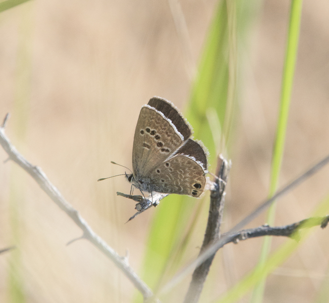 Papilionoidea