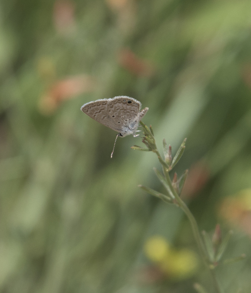 Lepidoptera