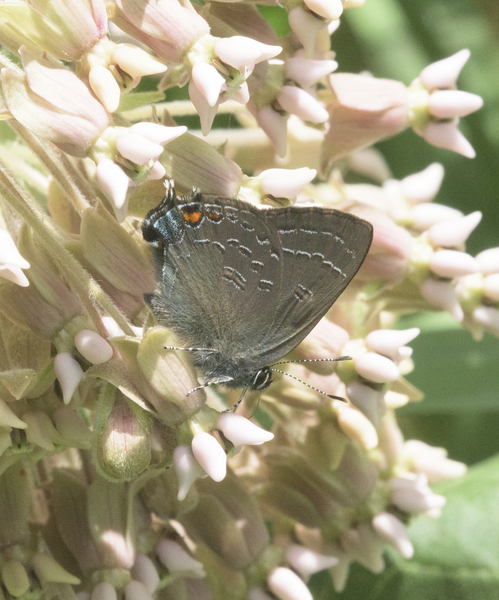 Papilionoidea