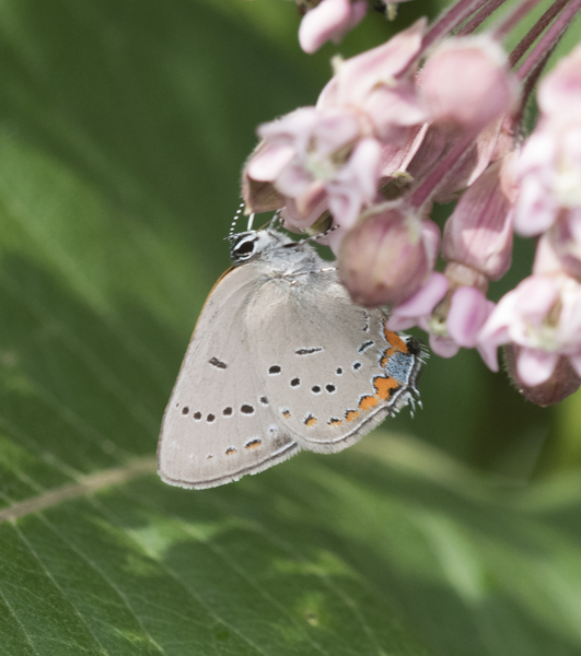 Papilionoidea