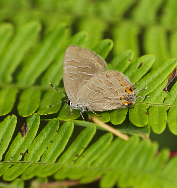 Papilionoidea