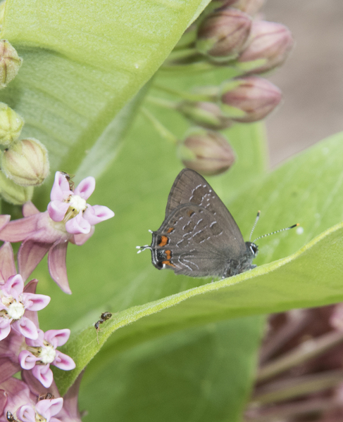 Lepidoptera