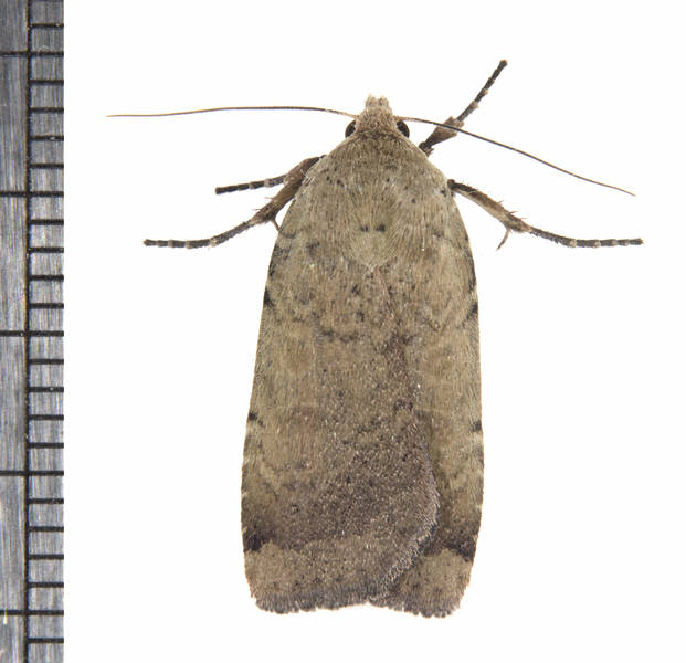 Abagrotis4311