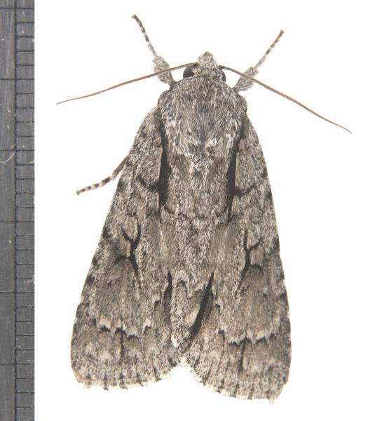 Acronicta2127