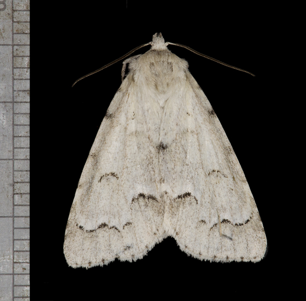 Acronicta2822