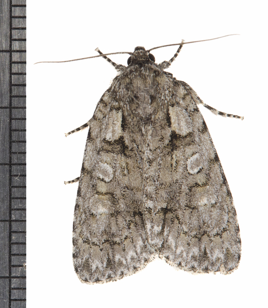 Acronicta3131