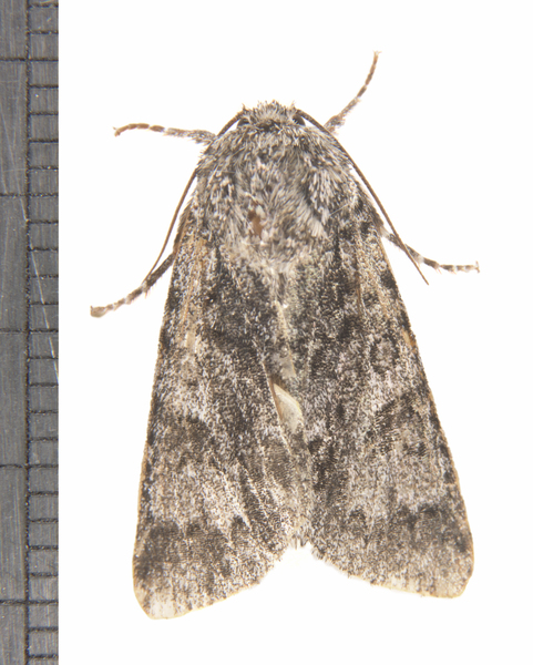 Acronicta3239