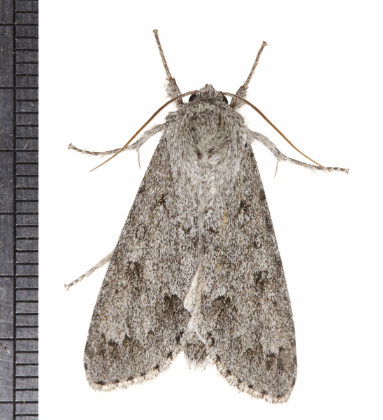 Acronicta3304