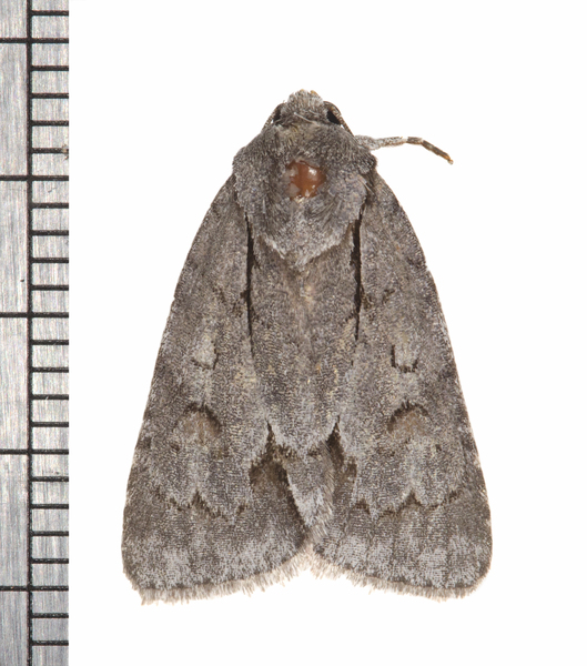 Acronicta