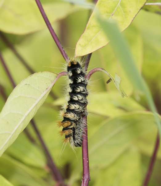 Lepidoptera