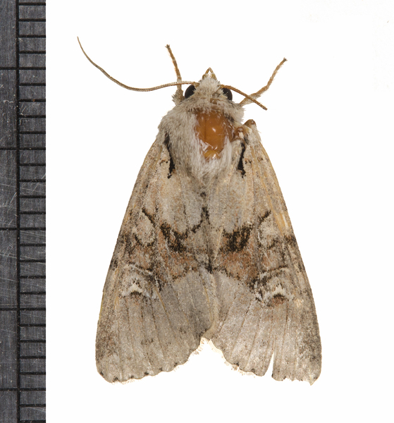 Noctuoidea