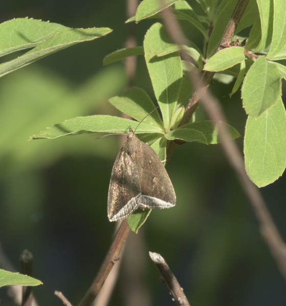 Lepidoptera