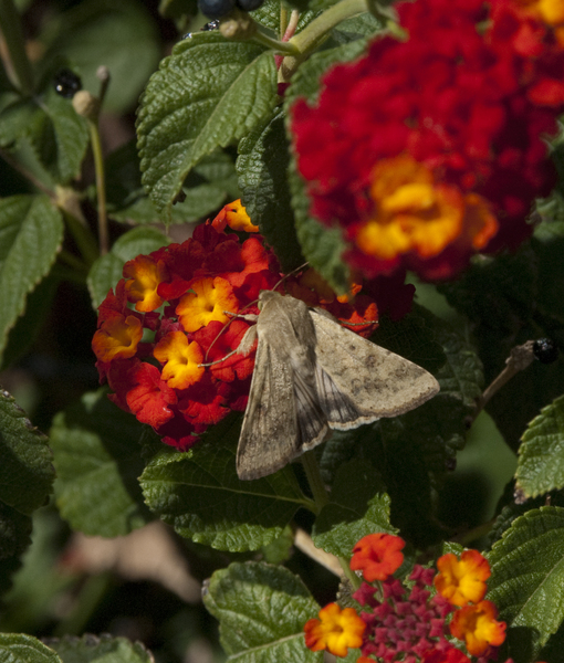 Lepidoptera