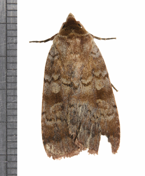 Lycophotia3948