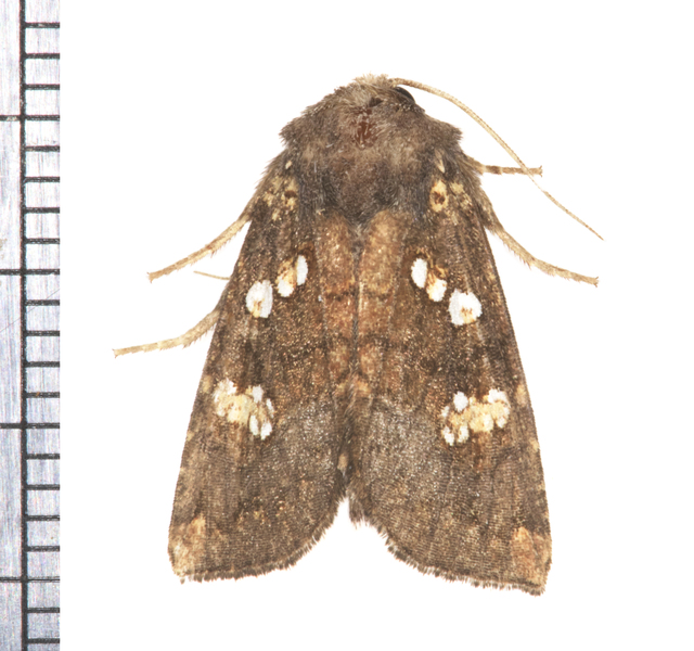 Noctuoidea