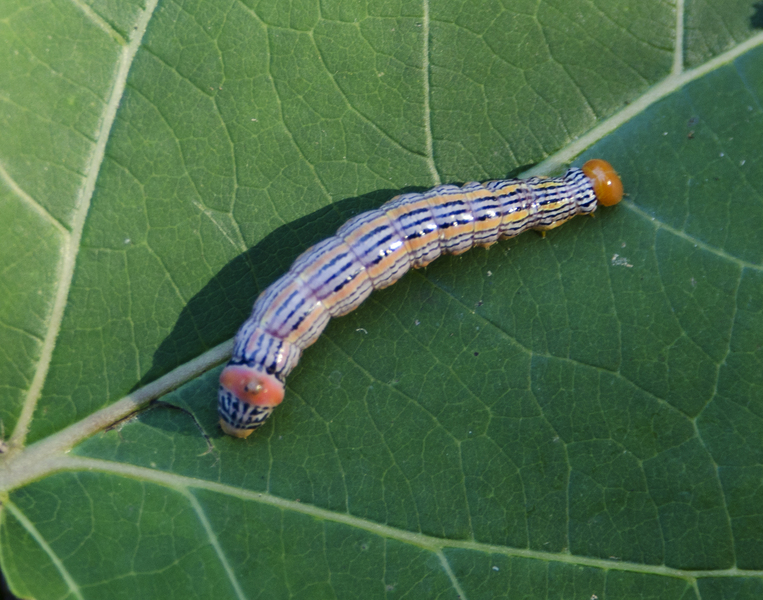 Lepidoptera