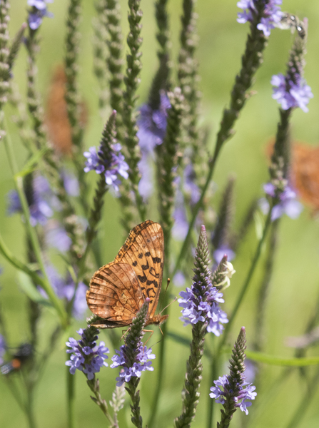 Lepidoptera