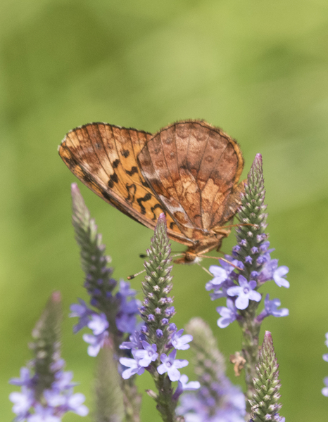 Boloria4421