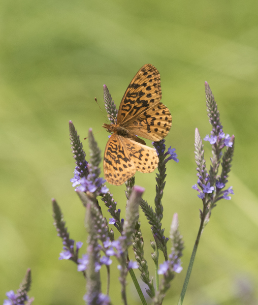 Lepidoptera