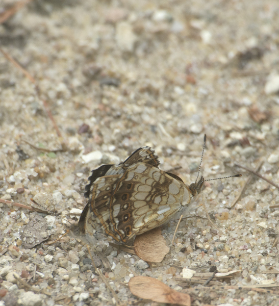 Papilionoidea