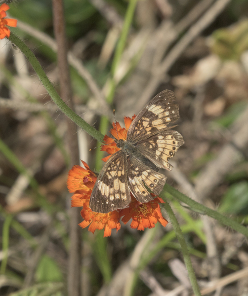 Papilionoidea