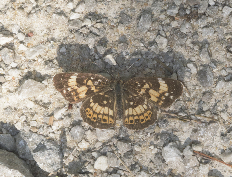 Papilionoidea