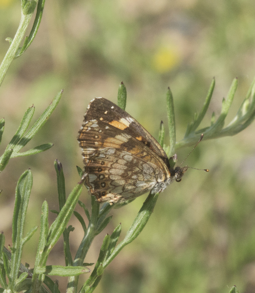 Eumetazoa