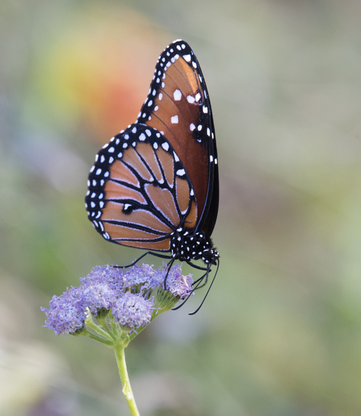 Papilionoidea