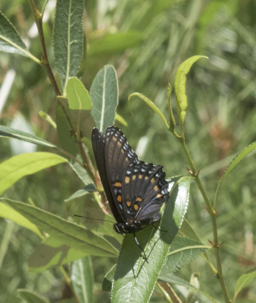 Papilionoidea