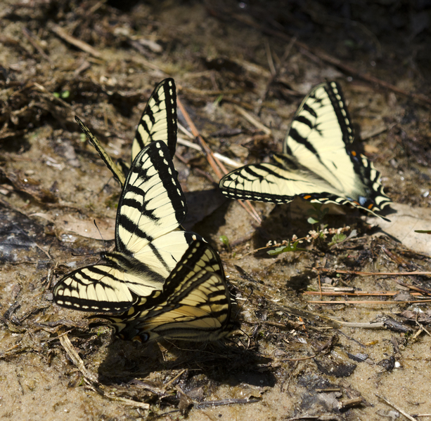 Papilionoidea