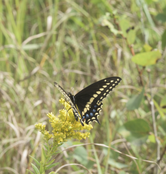 Papilionoidea