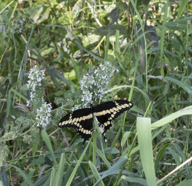 Lepidoptera