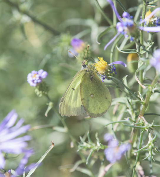 Lepidoptera