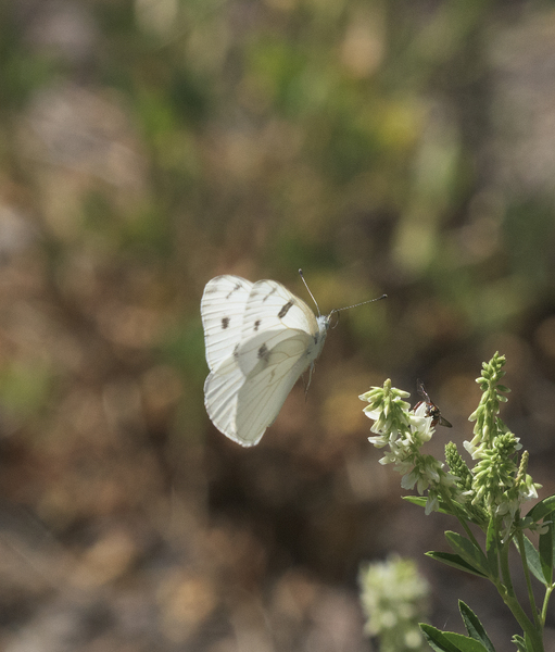 Papilionoidea