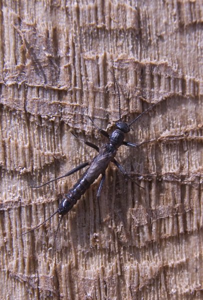 stonefly7109