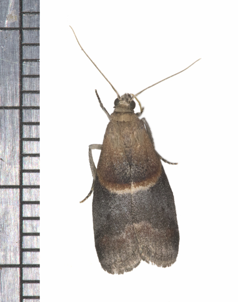 Pyraloidea