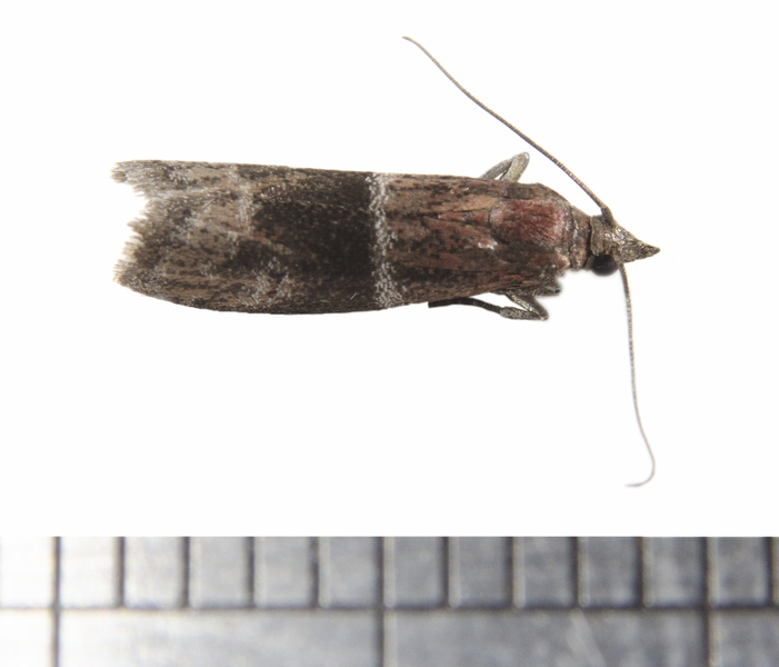 Pyraloidea