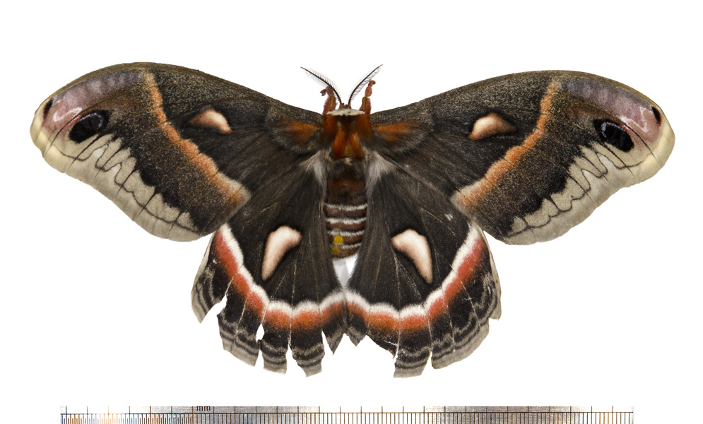 Hyalophora cecropia