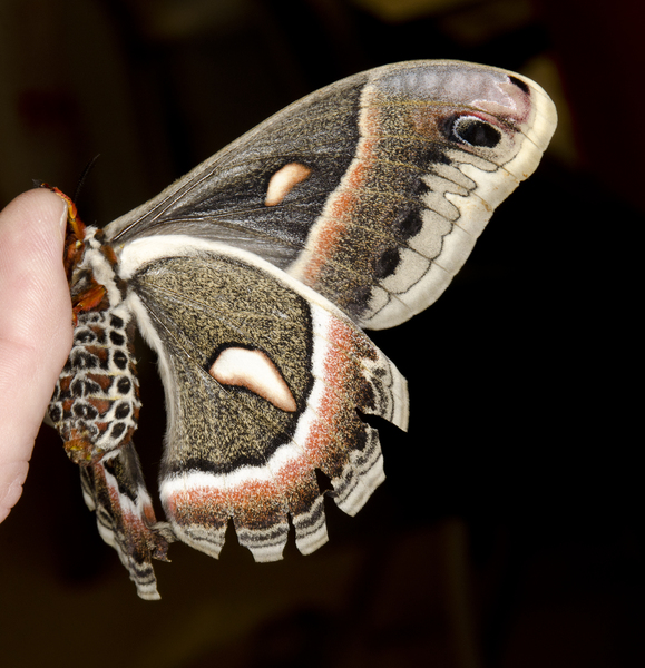 Hyalophora cecropia