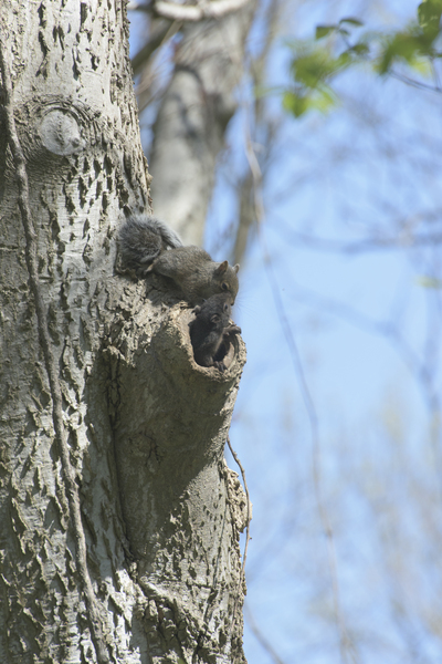 Sciurus carolinensis