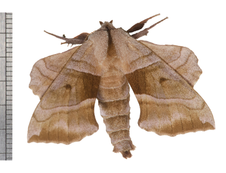 Bombycoidea