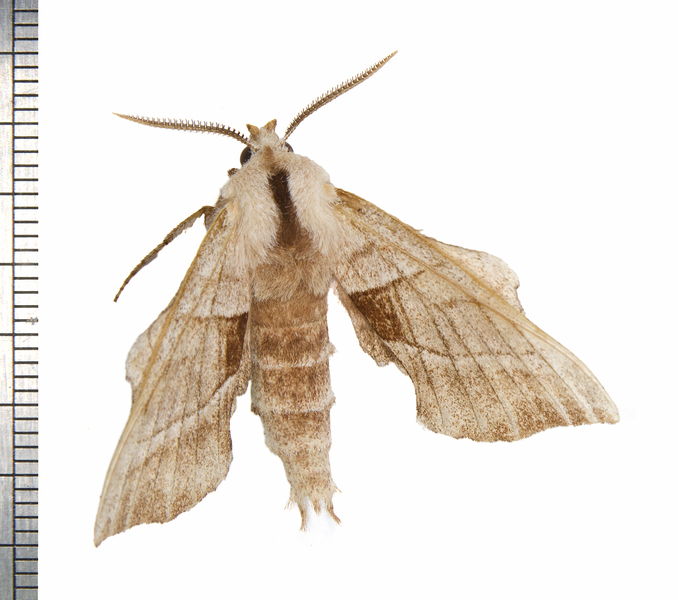 Bombycoidea