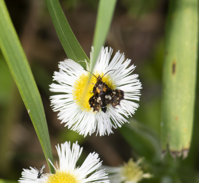 Thyris_maculata0252