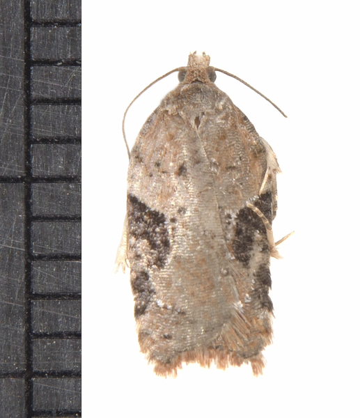 Acleris0546