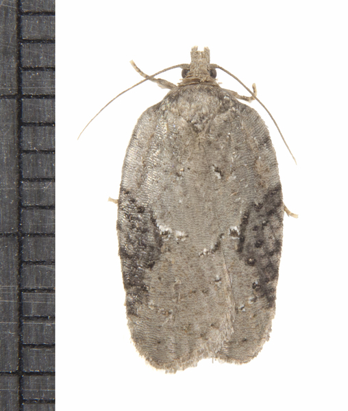 Acleris0549