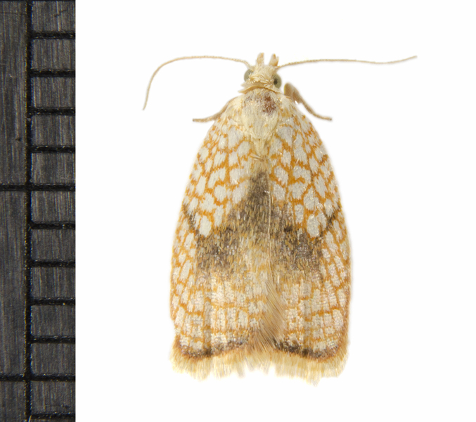 Acleris